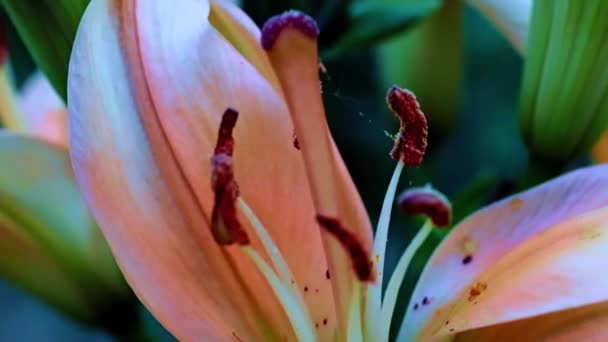 Bela Flor Lírio Jardim Como Decoração Parque — Vídeo de Stock