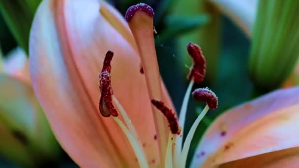 Bela Flor Lírio Jardim Como Decoração Parque — Vídeo de Stock