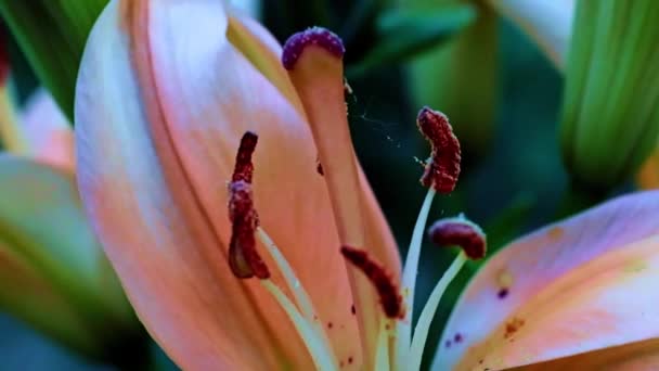 Hermosa Flor Lirio Jardín Como Decoración Del Parque — Vídeo de stock