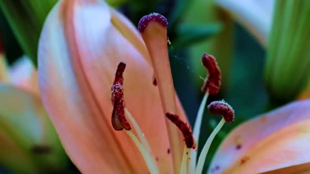 Gyönyörű Kert Liliom Virág Mint Díszítés Park — Stock videók