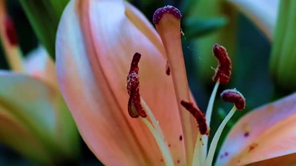 Красивый Цветок Лилии Сад Украшение Парка — стоковое видео