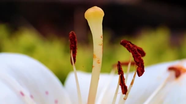 Belle Fleur Lys Jardin Comme Décoration Parc — Video