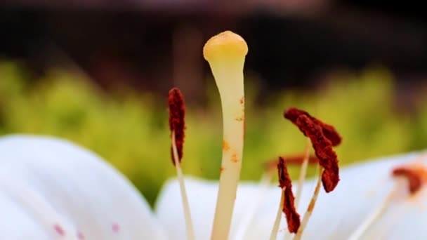 美丽的花园百合花作为公园的装饰 — 图库视频影像