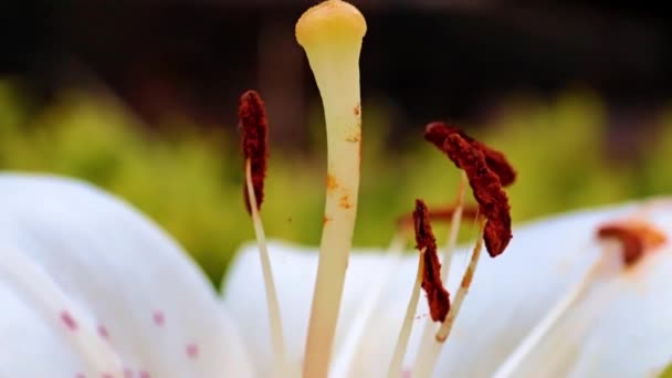 Bela Flor Lírio Jardim Como Decoração Parque — Vídeo de Stock