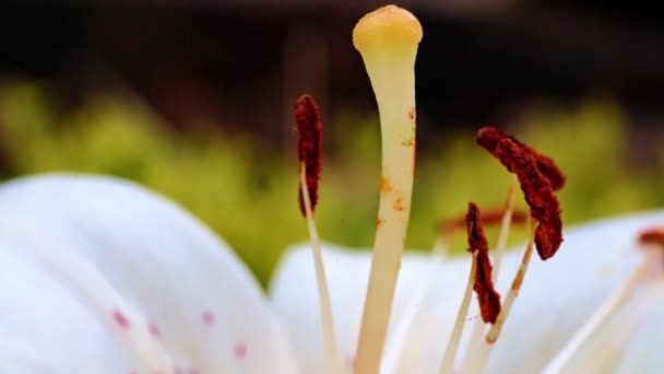 Bela Flor Lírio Jardim Como Decoração Parque — Vídeo de Stock