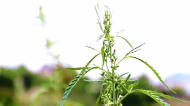 Vahşi kenevirin taze yeşil yaprakları zayıf bir rüzgarda sallanıyor.