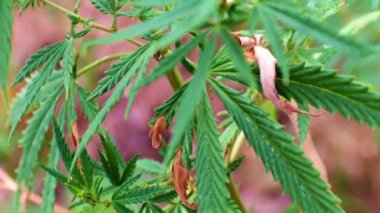 Vahşi kenevirin taze yeşil yaprakları zayıf bir rüzgarda sallanıyor.