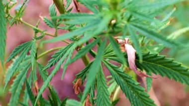 Vahşi kenevirin taze yeşil yaprakları zayıf bir rüzgarda sallanıyor.