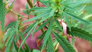 Vahşi kenevirin taze yeşil yaprakları zayıf bir rüzgarda sallanıyor.