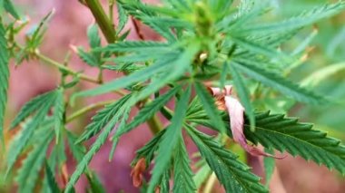 Vahşi kenevirin taze yeşil yaprakları zayıf bir rüzgarda sallanıyor.