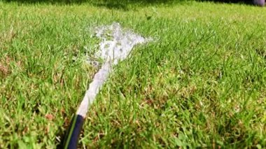 Kauçuk bir hortum ve parlak yeşil çimlerden hızlı bir temiz su akıntısı.