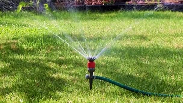 塑料喷雾器和清澈的水流浇灌草坪上的青草 — 图库视频影像