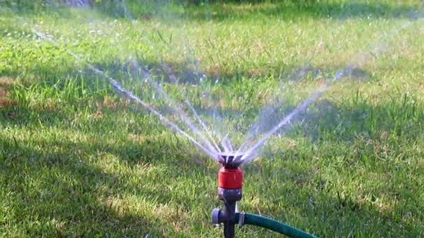 Pulverizador Plástico Una Corriente Agua Limpia Que Riega Hierba Verde — Vídeos de Stock