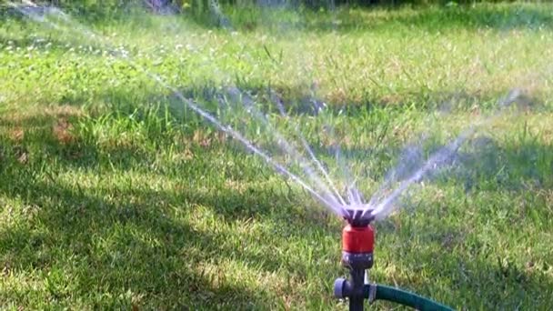 Pulverizador Plástico Una Corriente Agua Limpia Que Riega Hierba Verde — Vídeo de stock