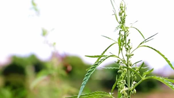 Hojas Verdes Frescas Cáñamo Silvestre Balancean Viento Débil — Vídeo de stock