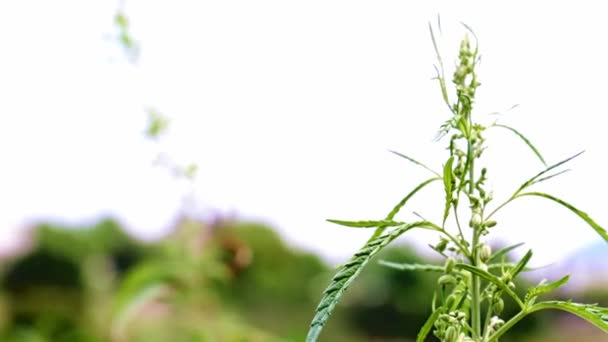 Hojas Verdes Frescas Cáñamo Silvestre Balancean Viento Débil — Vídeo de stock