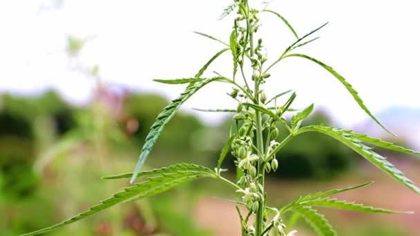 Färska Gröna Blad Vild Hampa Svajar Svag Vind — Stockvideo