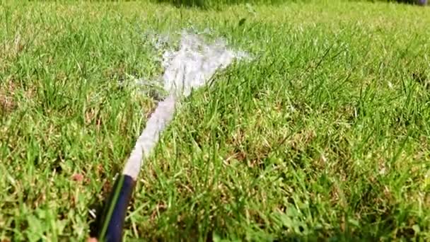 ゴム製のホースと明るい緑の芝生の草からきれいな水が流れ — ストック動画