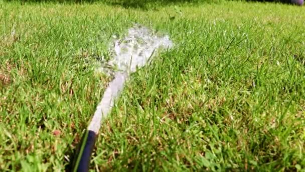 Fluxo Rápido Água Limpa Uma Mangueira Borracha Relva Verde Brilhante — Vídeo de Stock