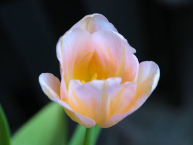 Bir tatil hediyesi olarak güzel pembe laleler.