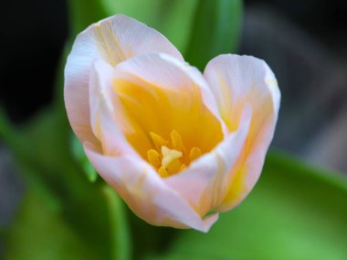 Bir tatil hediyesi olarak güzel pembe laleler.