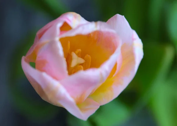 Mooie Roze Tulpen Als Onderdeel Van Een Vakantiegeschenk — Stockfoto