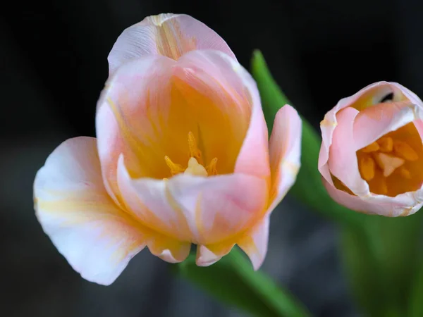 Bellissimi Tulipani Rosa Come Elemento Regalo Vacanza — Foto Stock