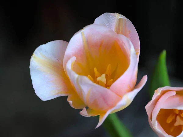 Bellissimi Tulipani Rosa Come Elemento Regalo Vacanza — Foto Stock