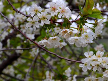 Kiraz ağacının bahar mevsiminin dallarında parlak beyaz çiçekler.