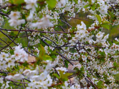 Kiraz ağacının bahar mevsiminin dallarında parlak beyaz çiçekler.
