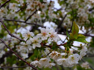 Kiraz ağacının bahar mevsiminin dallarında parlak beyaz çiçekler.
