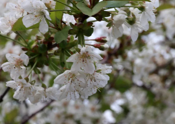 Fleurs Blanches Fraîches Brillantes Sur Les Branches Cerisier Printemps — Photo