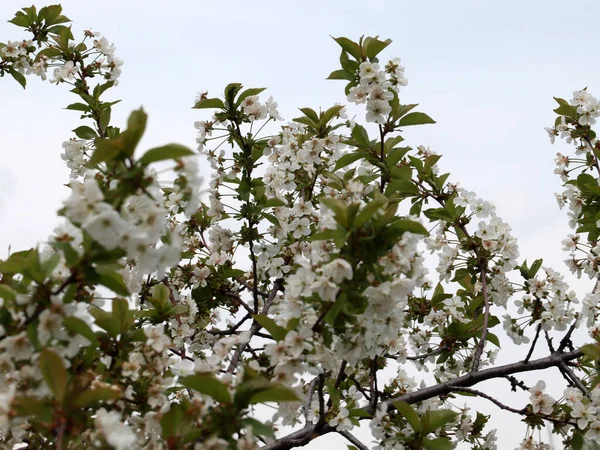 Jasné Čerstvé Bílé Květy Větvích Třešňové Jarní Sezóny — Stock fotografie