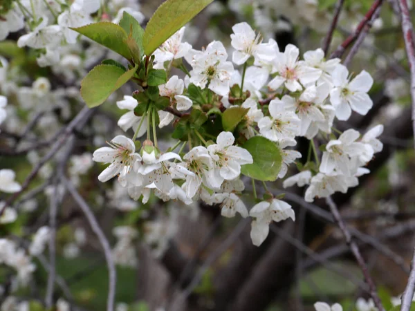 Jasne Świeże Białe Kwiaty Gałęziach Wiśni Wiosna Sezon — Zdjęcie stockowe