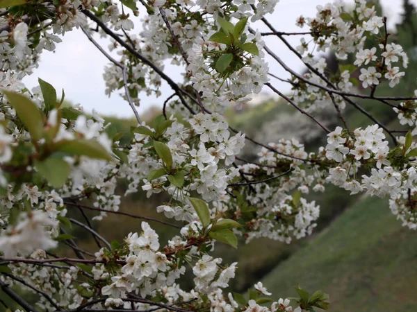 春の桜の枝に鮮やかな白花を咲かせ — ストック写真