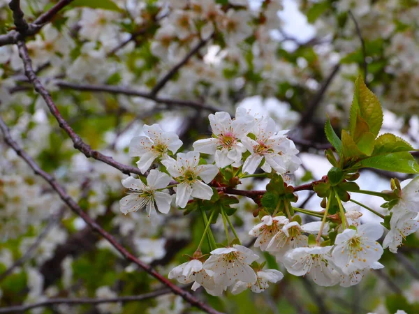 Jasne Świeże Białe Kwiaty Gałęziach Wiśni Wiosna Sezon — Zdjęcie stockowe
