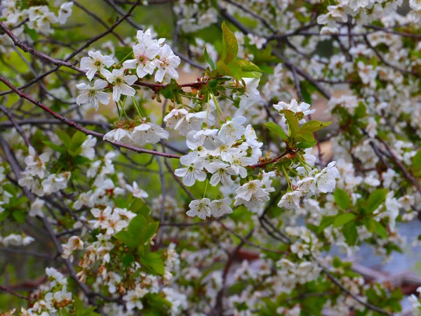 Fleurs Blanches Fraîches Brillantes Sur Les Branches Cerisier Printemps — Photo