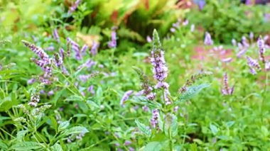 Tıbbi bitkiler bahçesinin sapları ve çiçekleri nane şekeridir.