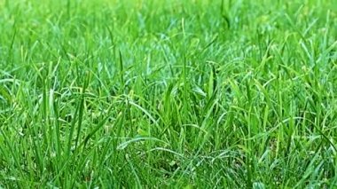 Rüzgâr dalgaları parlak taze otları salıyor.