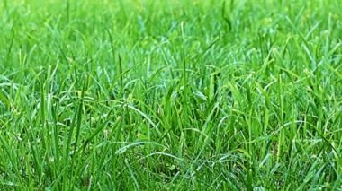 Rüzgâr dalgaları parlak taze otları salıyor.