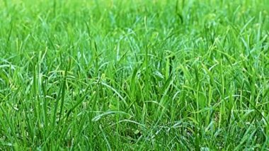 Rüzgâr dalgaları parlak taze otları salıyor.