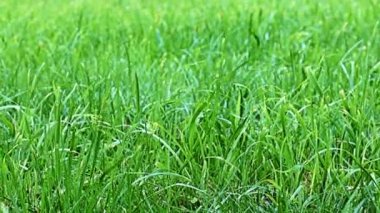 Rüzgâr dalgaları parlak taze otları salıyor.