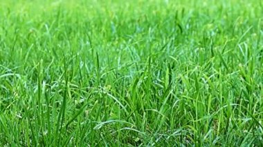 Rüzgâr dalgaları parlak taze otları salıyor.