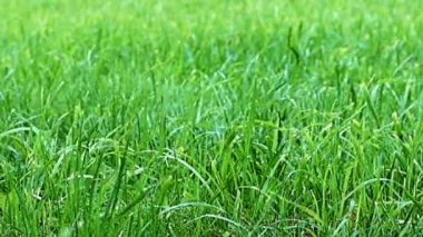 Rüzgâr dalgaları parlak taze otları salıyor.