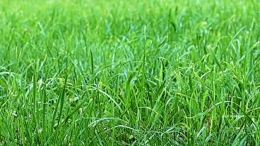 Rüzgâr dalgaları parlak taze otları salıyor.