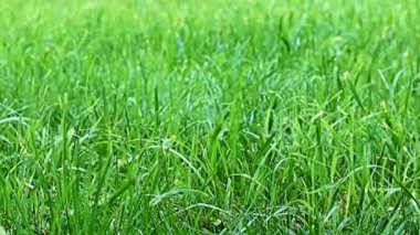 Rüzgâr dalgaları parlak taze otları salıyor.