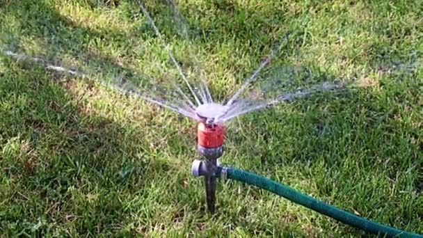 Strahl Sauberen Wassers Aus Einer Kunststoffspritze Beim Gießen Von Rasenrasen — Stockvideo