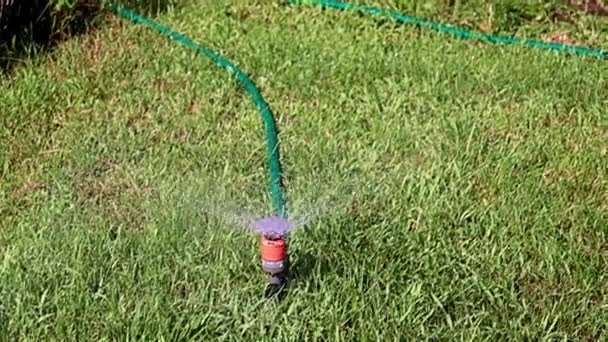 Jets Clean Water Plastic Sprayer Watering Lawn Grass — Stock Video