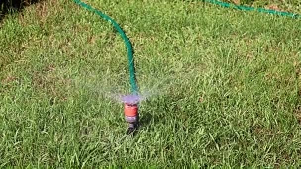 Jets Clean Water Plastic Sprayer Watering Lawn Grass — Stock Video