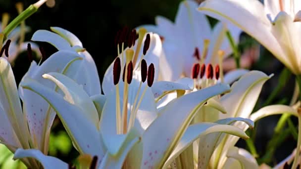 Beautiful Spring Flower Buds Garden Plant Lily — Stock Video